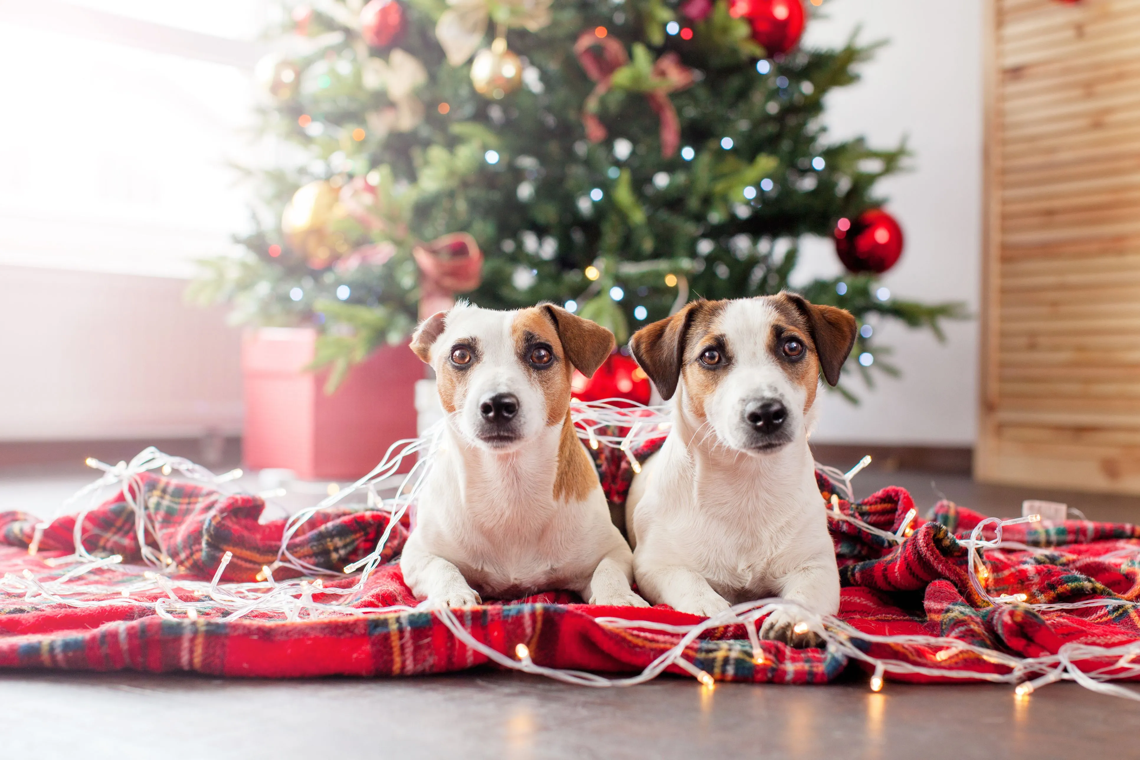 Home Depot Dog Christmas Decoration Ideas: Here's 5 Tips For Your Furry Best Friend