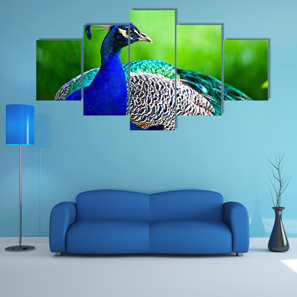 Close-up of indian peacock  animal   Canvas Art - Collection Wall Decor Beautiful Room Living Room Creative